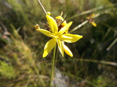 Bobartia orientalis