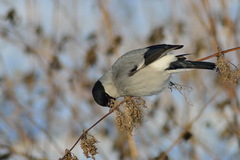 Pyrrhula pyrrhula cineracea