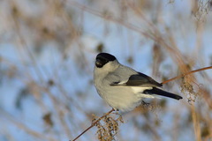Pyrrhula pyrrhula cineracea