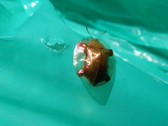 Aspidimorpha quadriremis