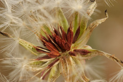 Taraxacum autumnale