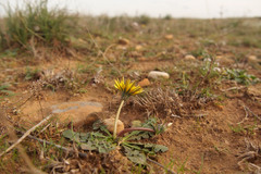 Taraxacum autumnale