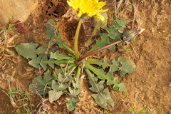 Taraxacum autumnale