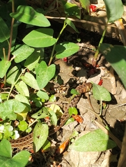Amphiesma stolatum