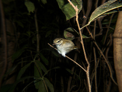 Phylloscopus