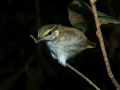 Phylloscopus