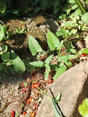 Amphiesma stolatum