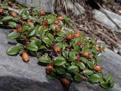Cotoneaster morrisonensis