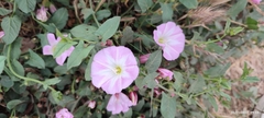 Convolvulus arvensis