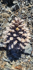 Pinus sabiniana