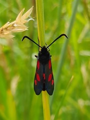 Zygaena lonicerae