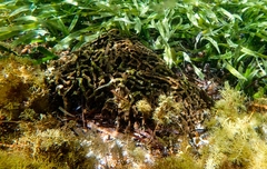 Dysideidae