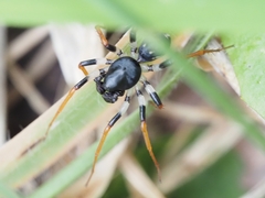 Habronestes bispinosus