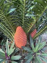 Encephalartos ferox