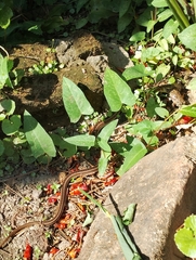 Amphiesma stolatum