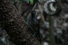 Bolemoreus frenatus