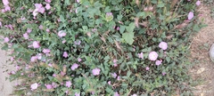 Convolvulus arvensis