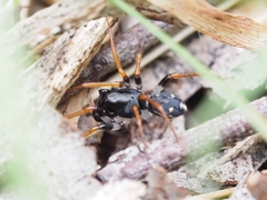 Habronestes bispinosus