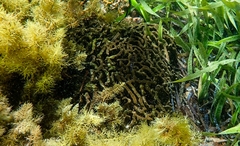 Dysideidae