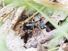 Habronestes bispinosus