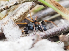 Habronestes bispinosus