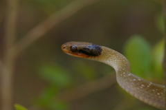 Crotaphopeltis hotamboeia