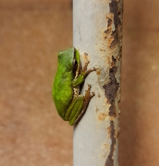 Litoria fallax