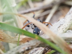 Habronestes bispinosus