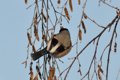 Pyrrhula pyrrhula cineracea