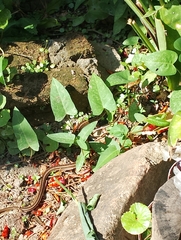Amphiesma stolatum