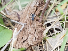 Habronestes bispinosus