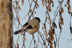 Pyrrhula pyrrhula cineracea