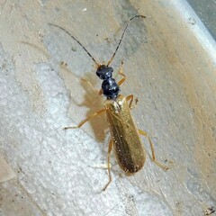 Rhagonycha lignosa