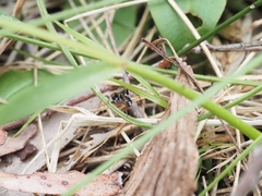 Habronestes bispinosus