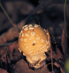 Amanita amerirubescens