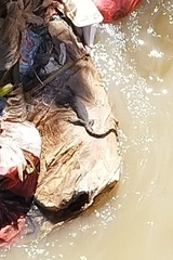 Varanus salvator bivittatus