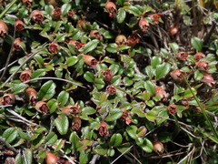 Cotoneaster morrisonensis