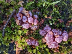 Ascocoryne sarcoides