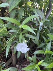 Ruellia