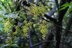 Toxicodendron trichocarpum