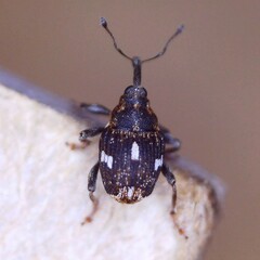 Mogulones asperifoliarum