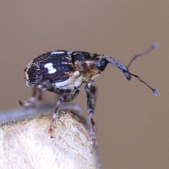 Mogulones asperifoliarum