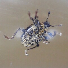 Mogulones asperifoliarum