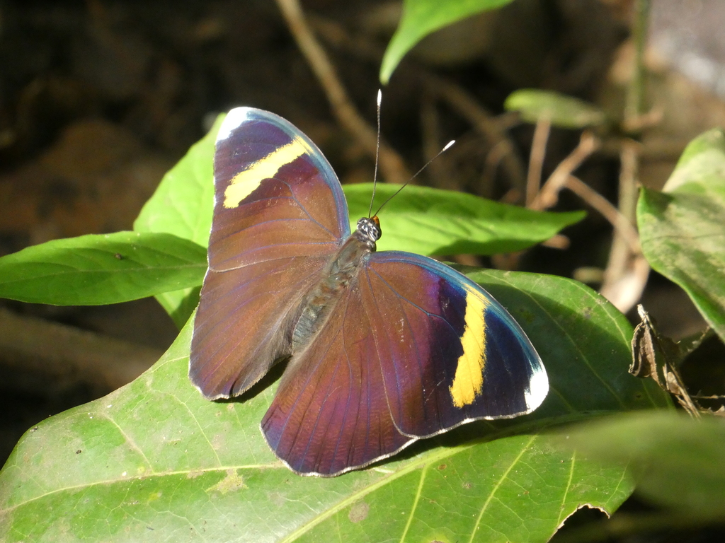 Euphaedra harpalyce spatiosa from Dungu, Democratic Republic of the