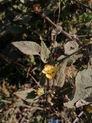 Abutilon dugesii