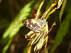 Symbrenthia hypselis