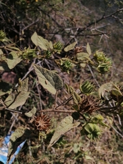Abutilon dugesii