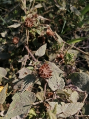 Abutilon dugesii