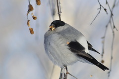 Pyrrhula pyrrhula cineracea
