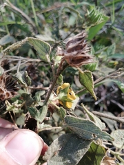 Abutilon dugesii